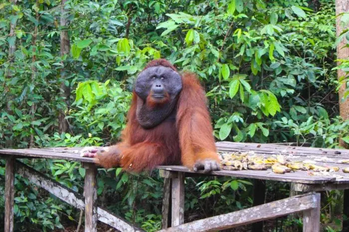 Tanjung Puting National Park, the Most Popular Ecotourism Destination in Central Kalimantan